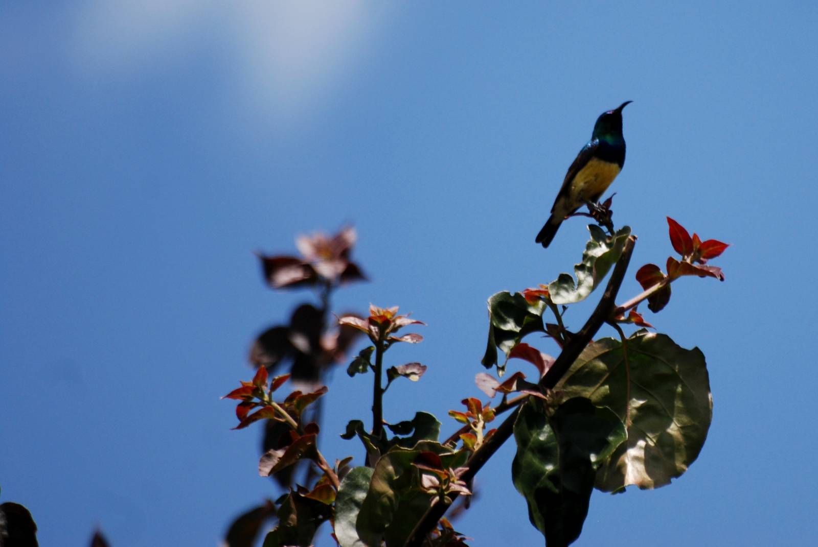 Variable Sunbird at Bishoftu, 11/10/14