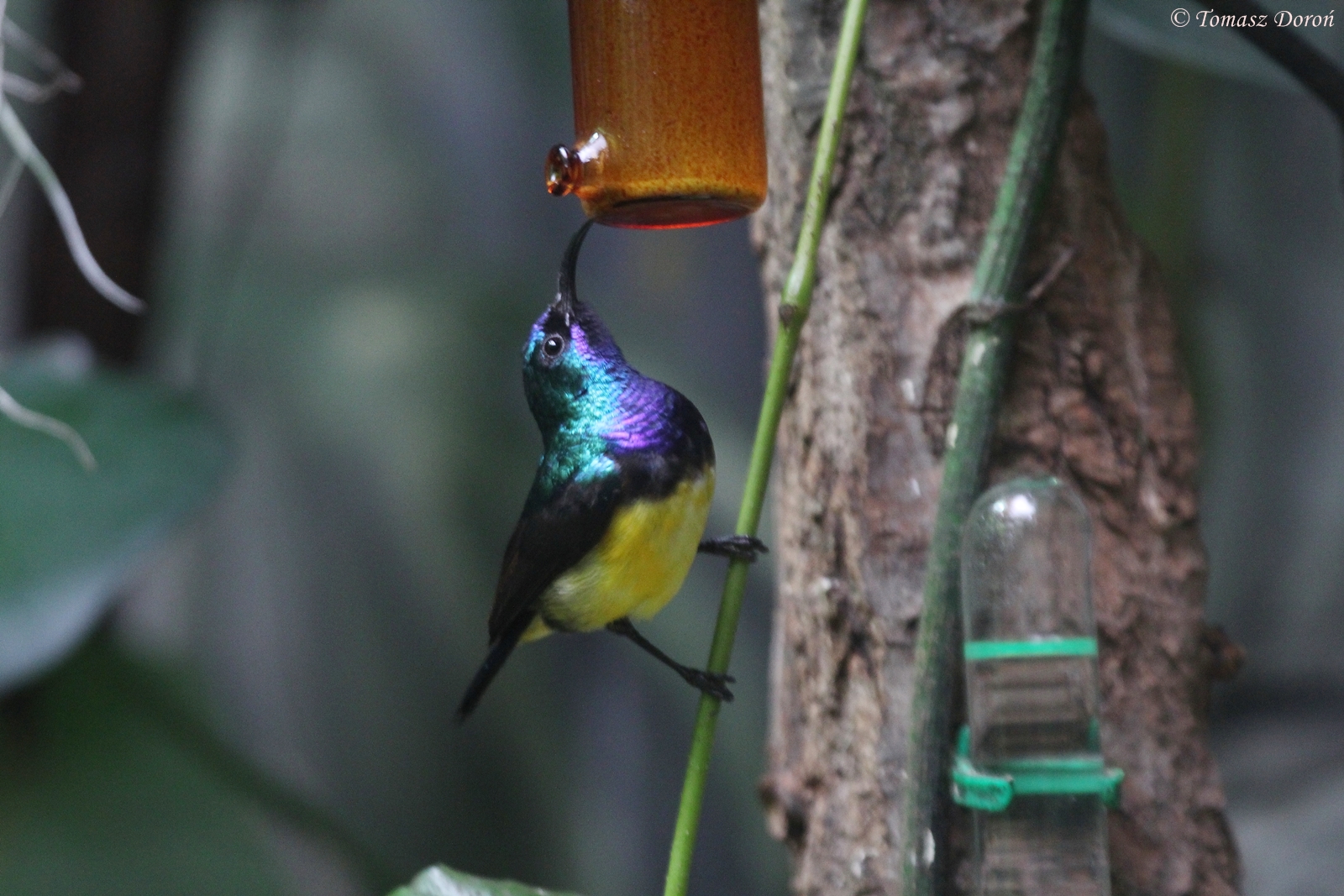 Variable Sunbird (Cinnyris venustus) male, 30. Dezember 2014 at Zoo Zamosc