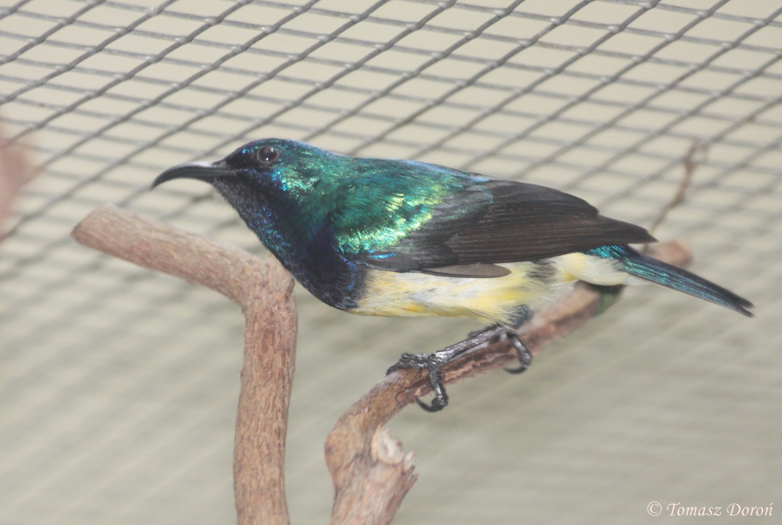 Variable Sunbird (Cinnyris venustus) male, October 2014