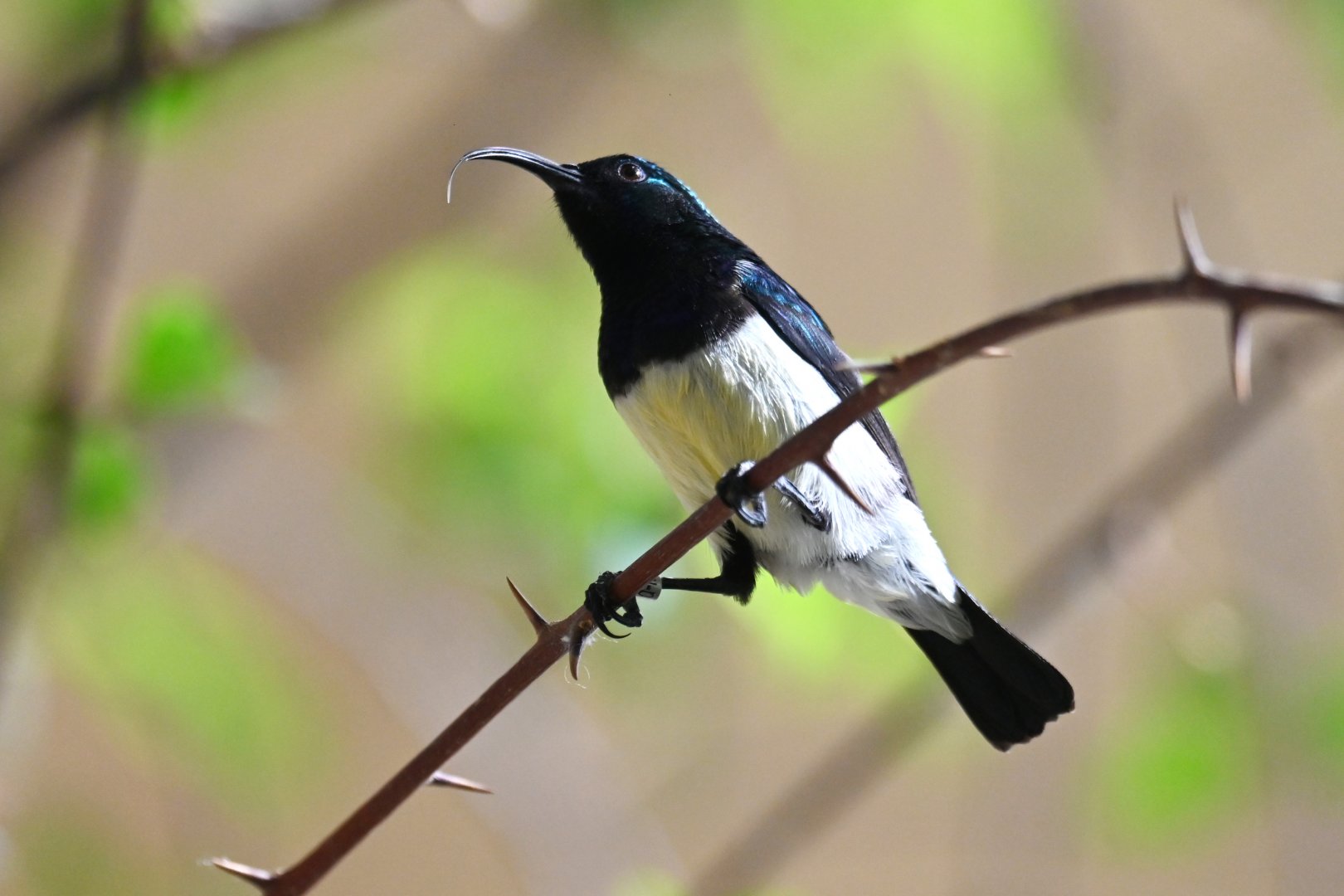 Variable Sunbird Cinnyris venustus