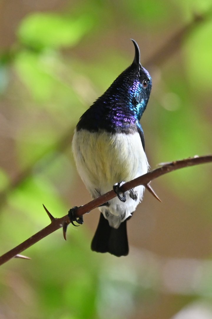 Variable Sunbird Cinnyris venustus
