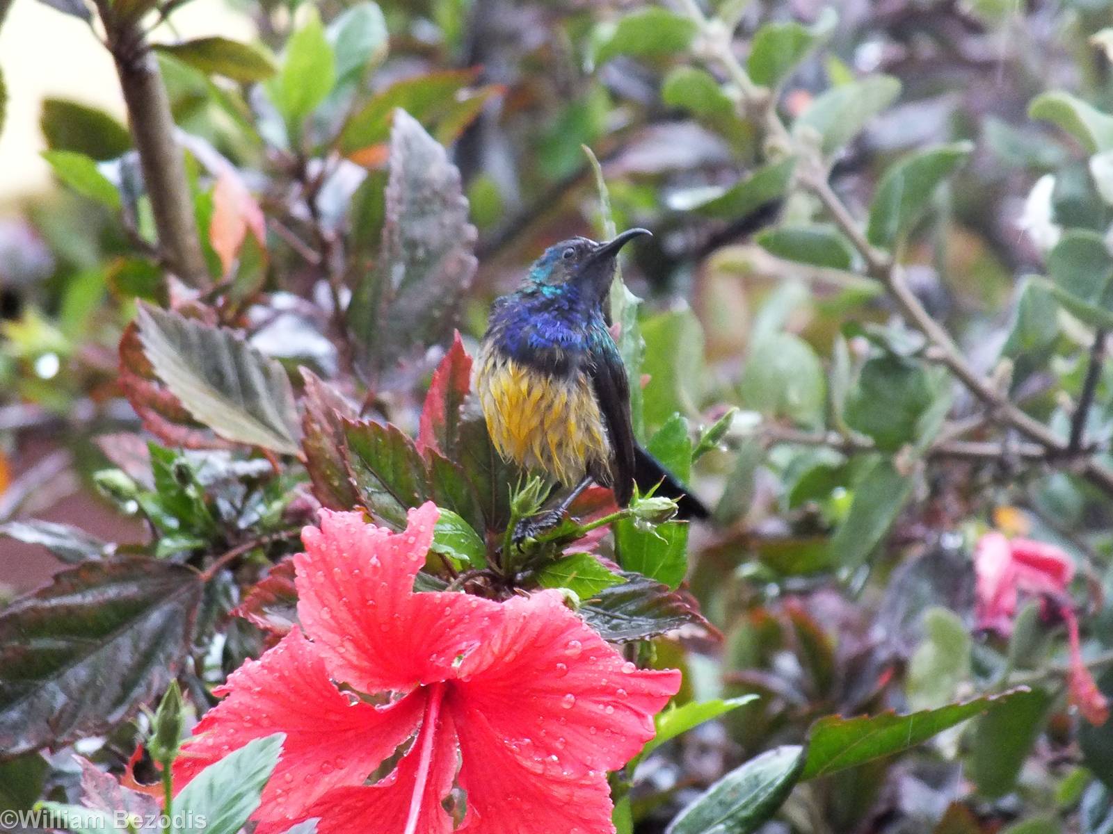 Variable Sunbird in the Rain