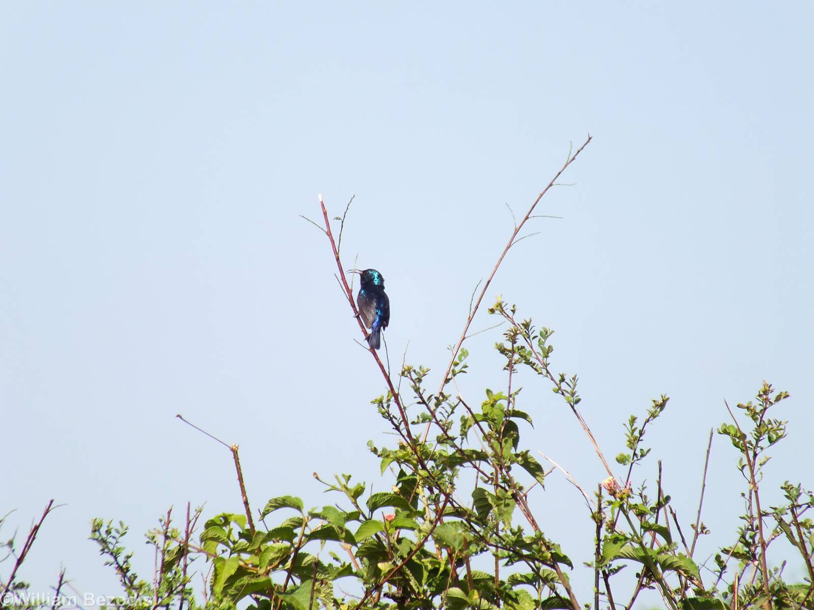 Variable Sunbird - Nairobi National Park