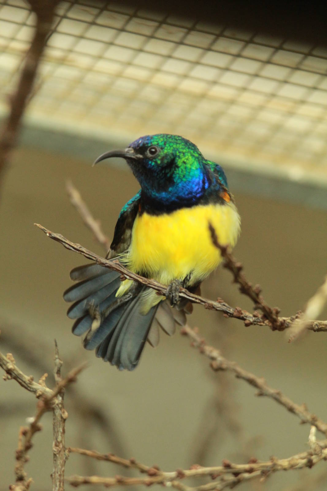 Variable Sunbird