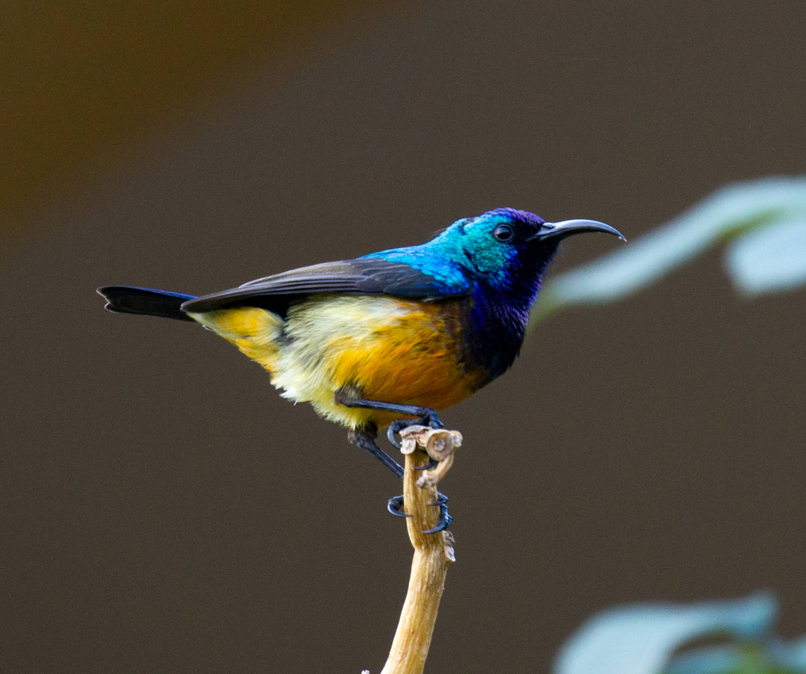 Variable Sunbird
