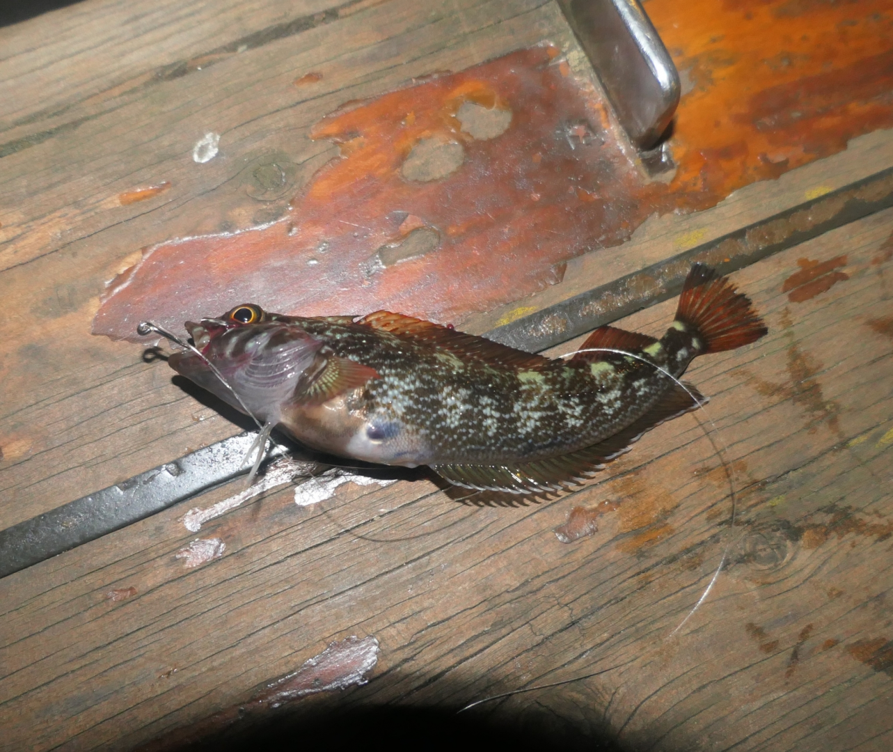 Variable Triplefin (Forsterygion varium)