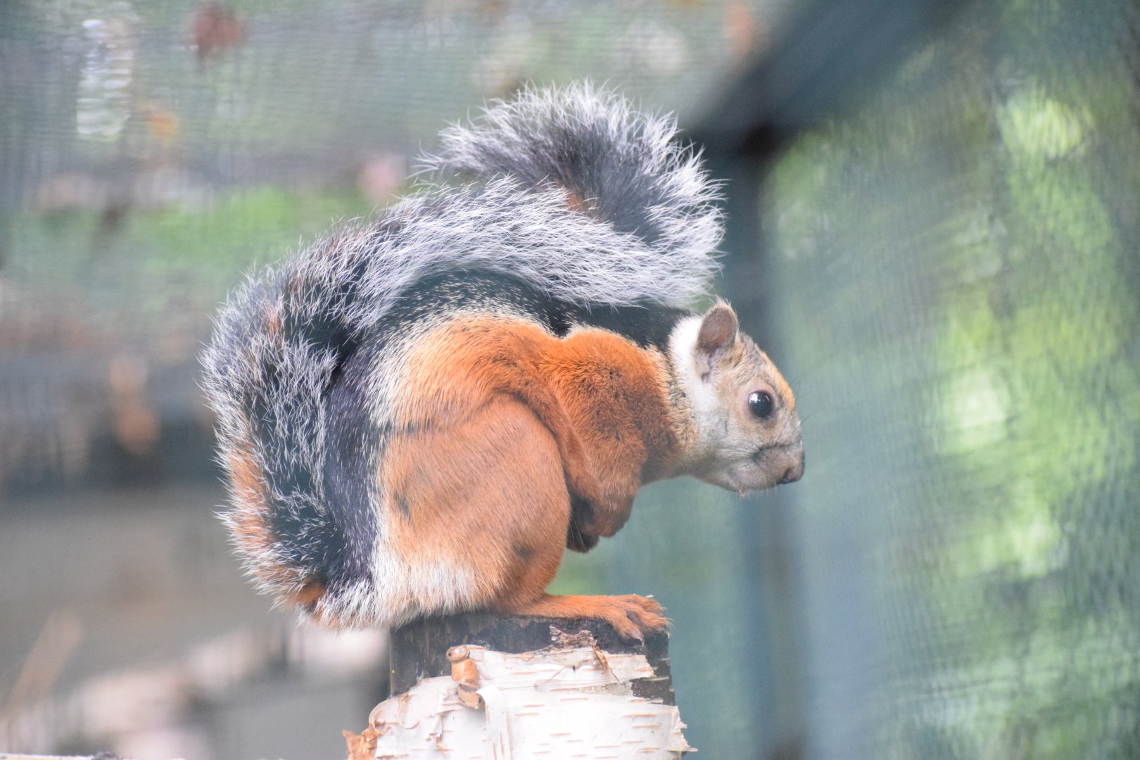 Variagated squirrel - August 2021