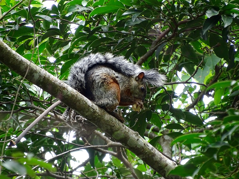 Variageted squirrel