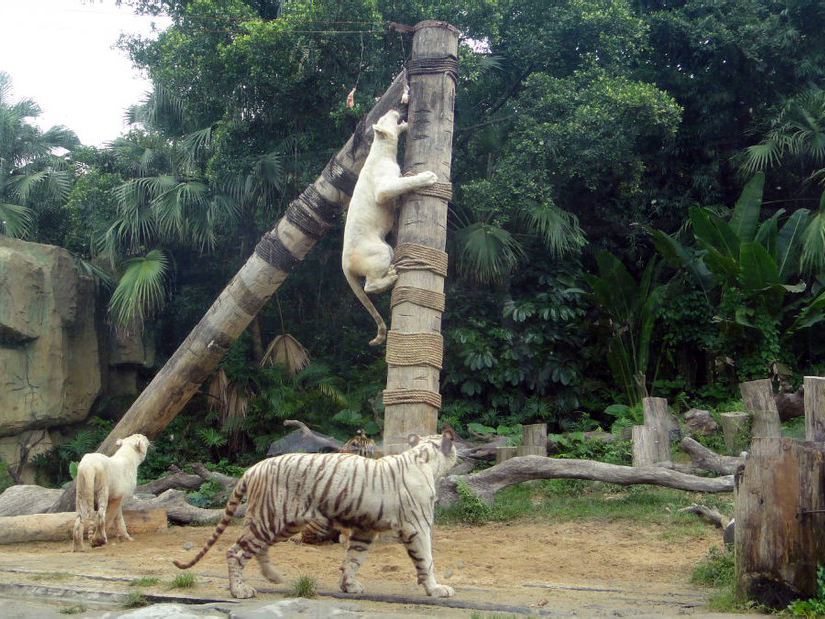 variant tigers - 2011