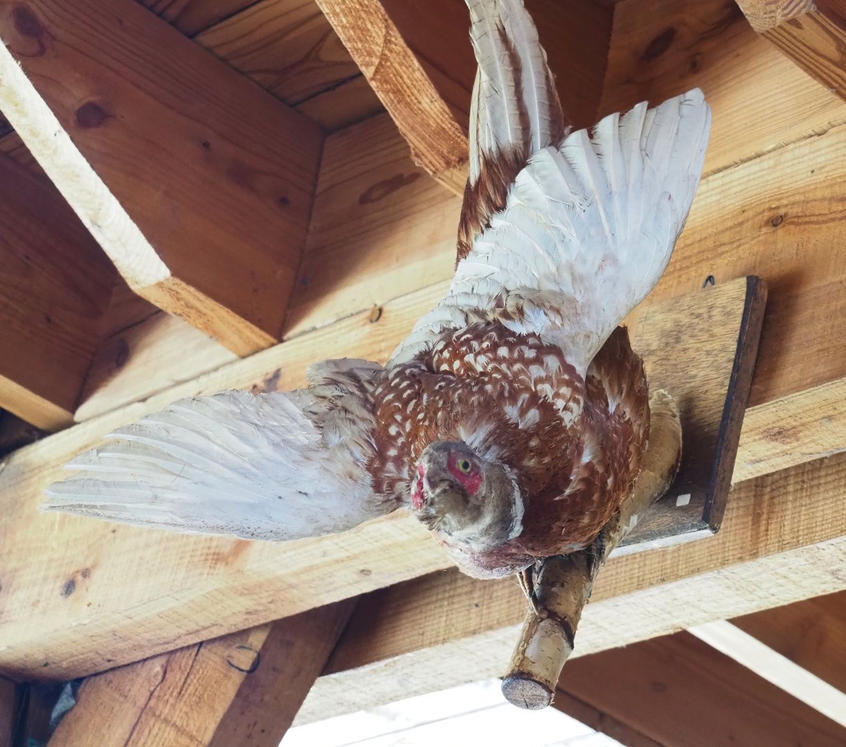 Variantly-colored Ring-necked pheasant taxidermy, 2023-06-24