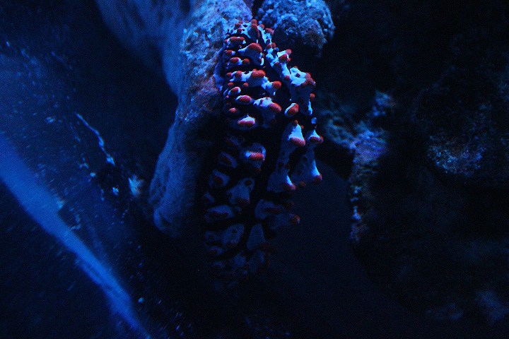 Varicose wart slug (Phyllidia varicosa)