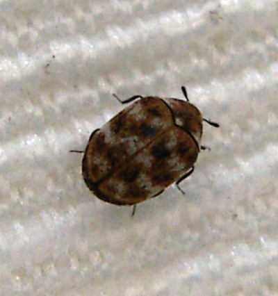 Varied Carpet Beetle (Anthrenus verbasci)