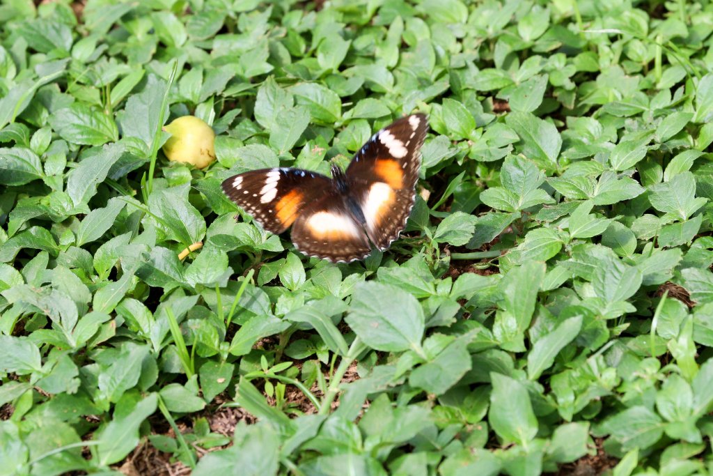 Varied Eggfly female