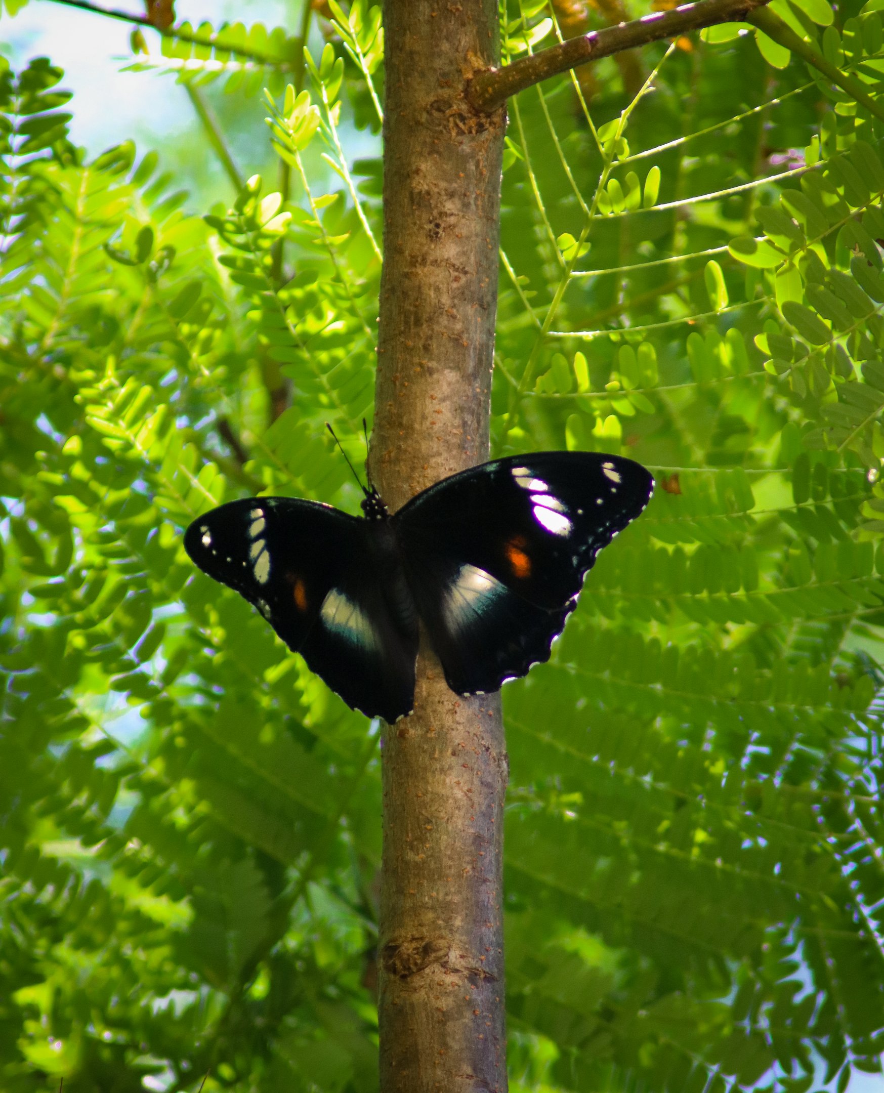 Varied Eggfly (Hypolimnas bolina)