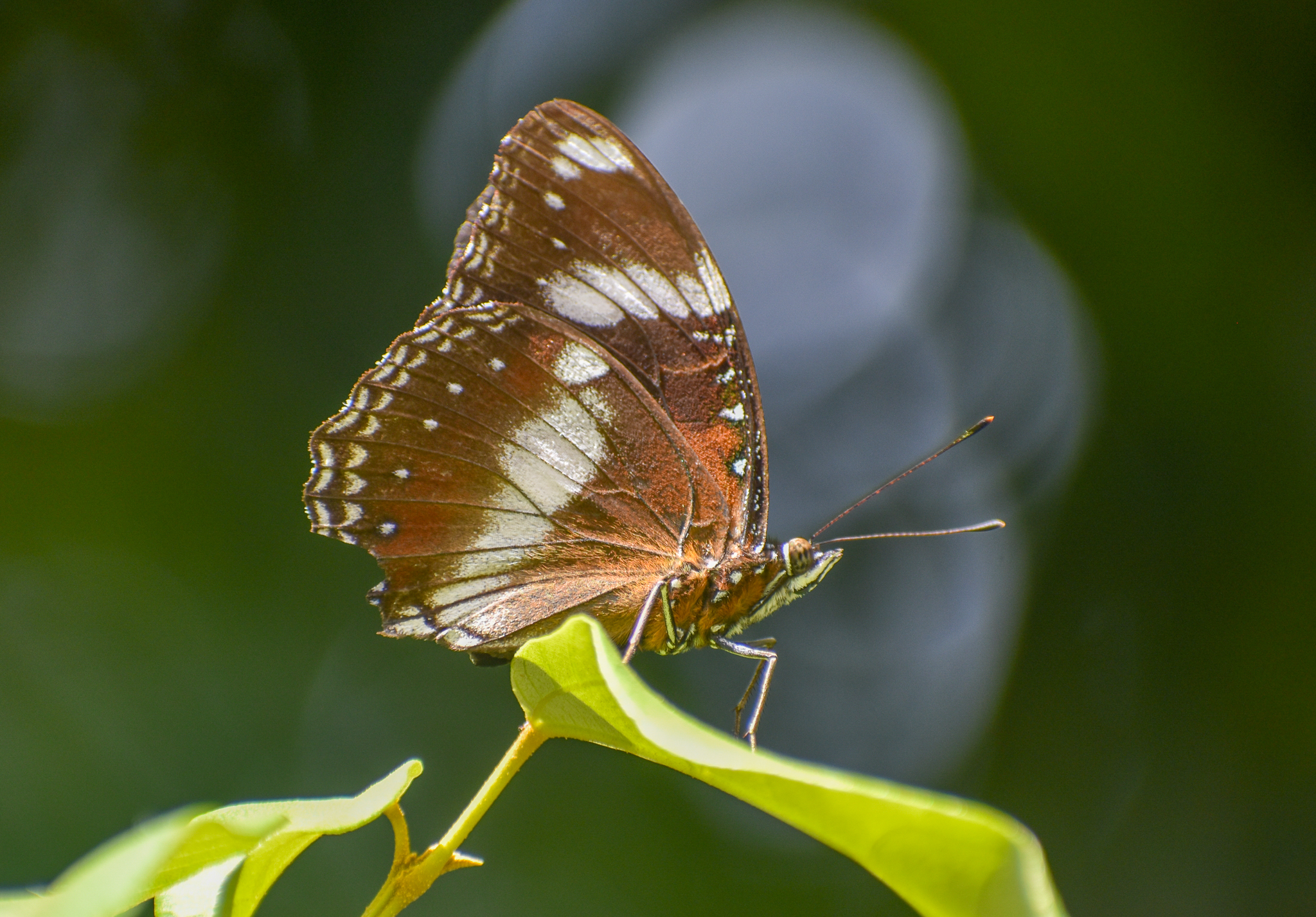 Varied Eggfly