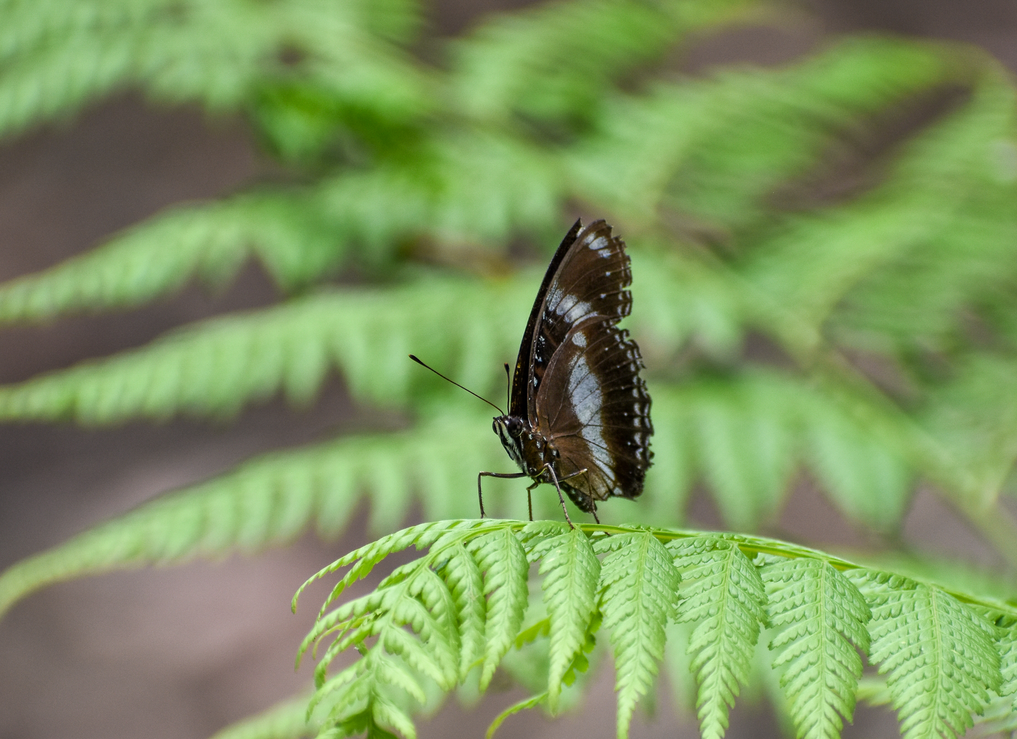 Varied Eggfly