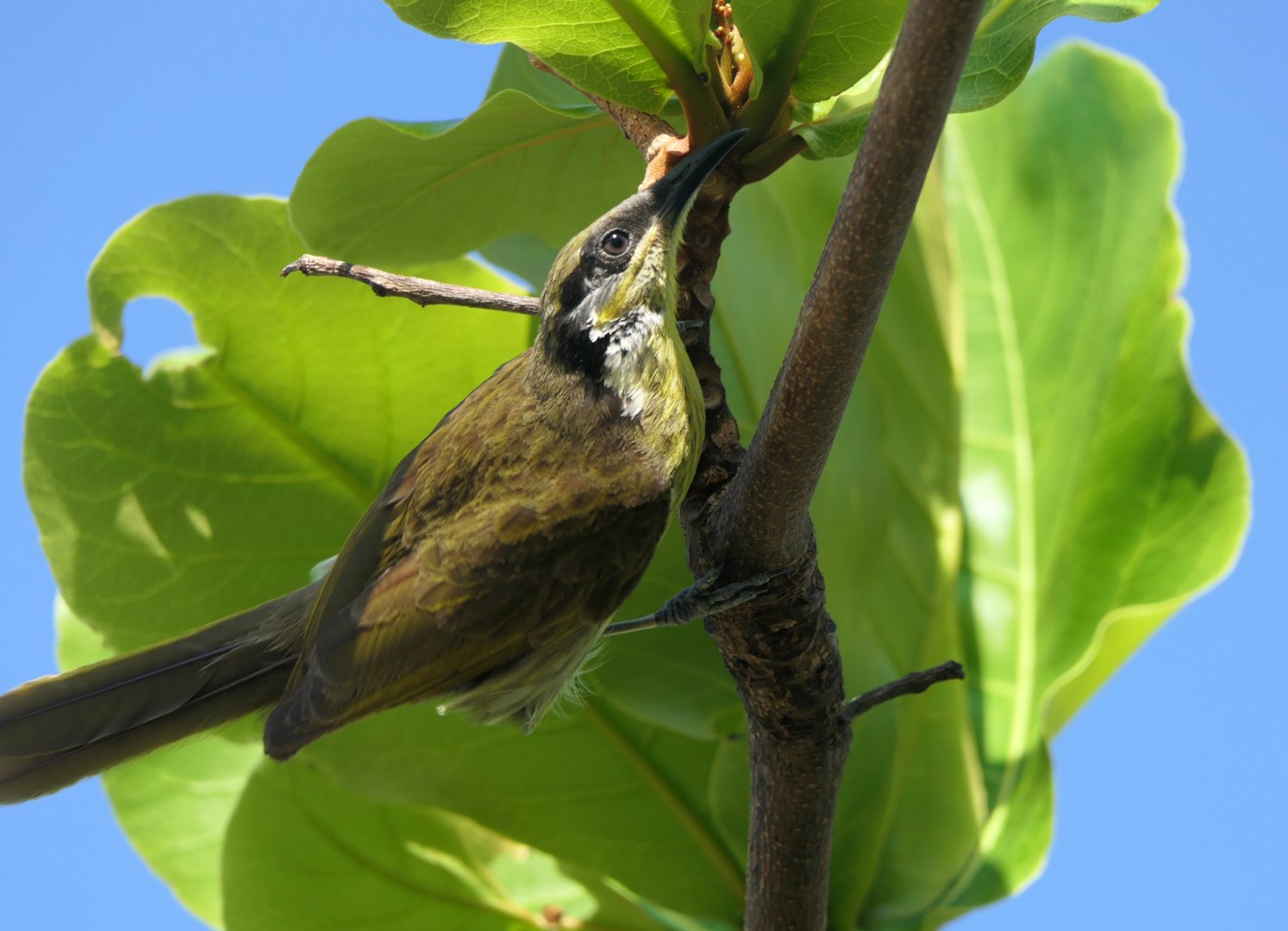 Varied Honeyeater (Gavicalis versicolor)
