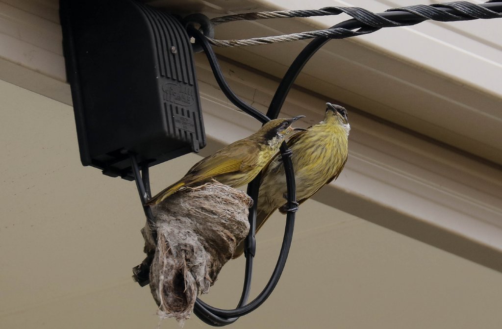 Varied Honeyeater pair at nest