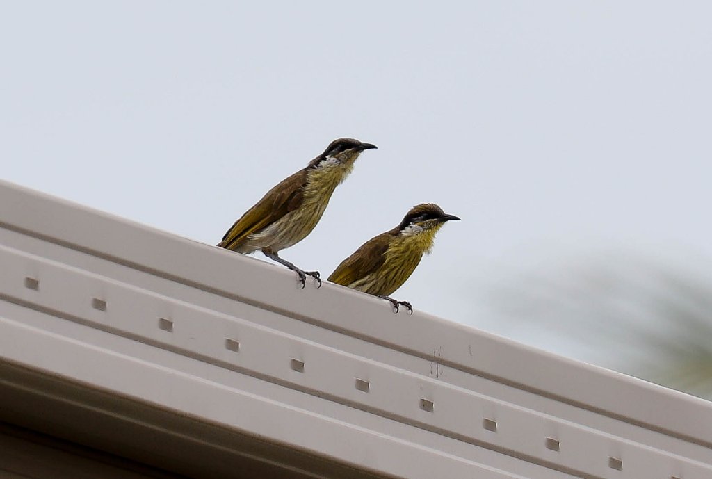 Varied Honeyeater pair