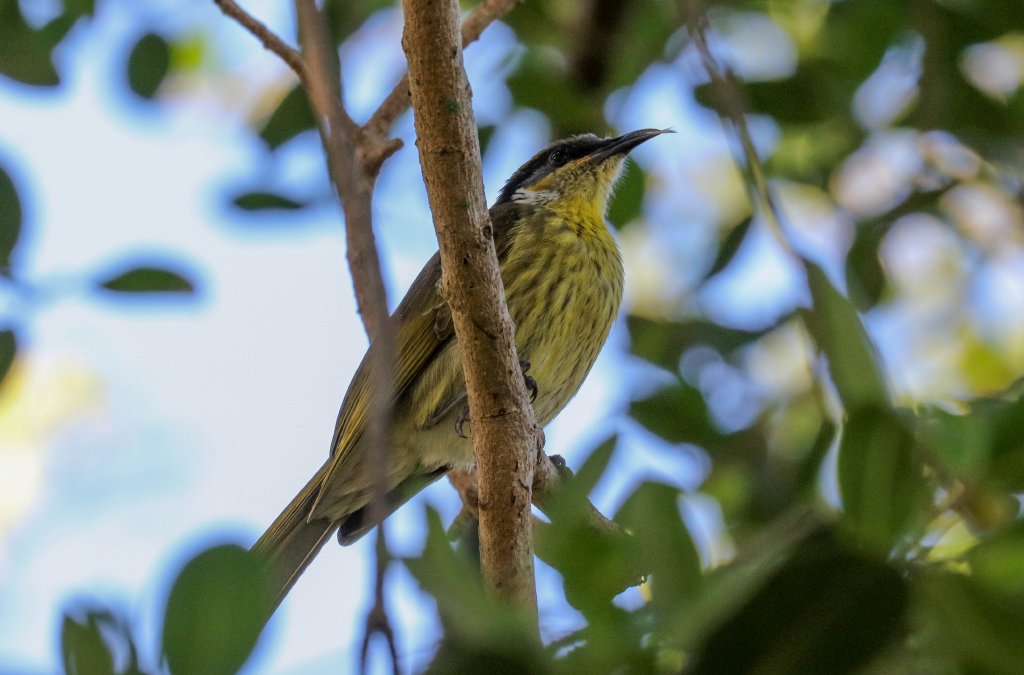 Varied Honeyeater