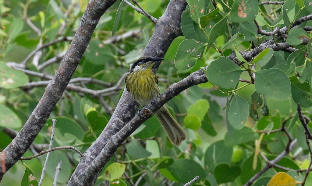 Varied Honeyeater