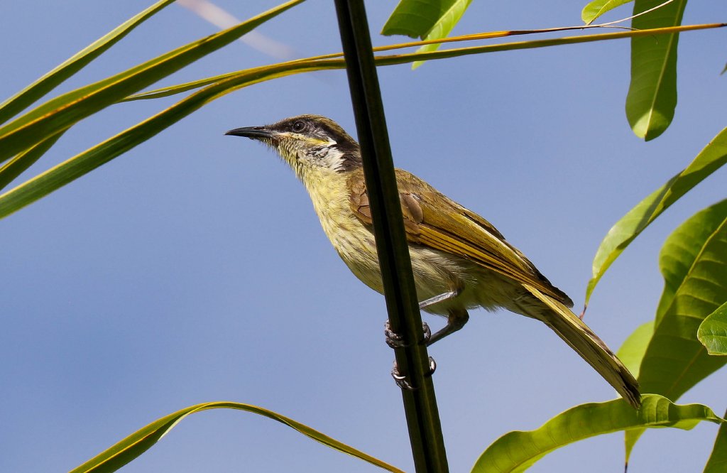 Varied Honeyeater