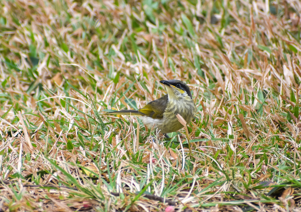 Varied Honeyeater