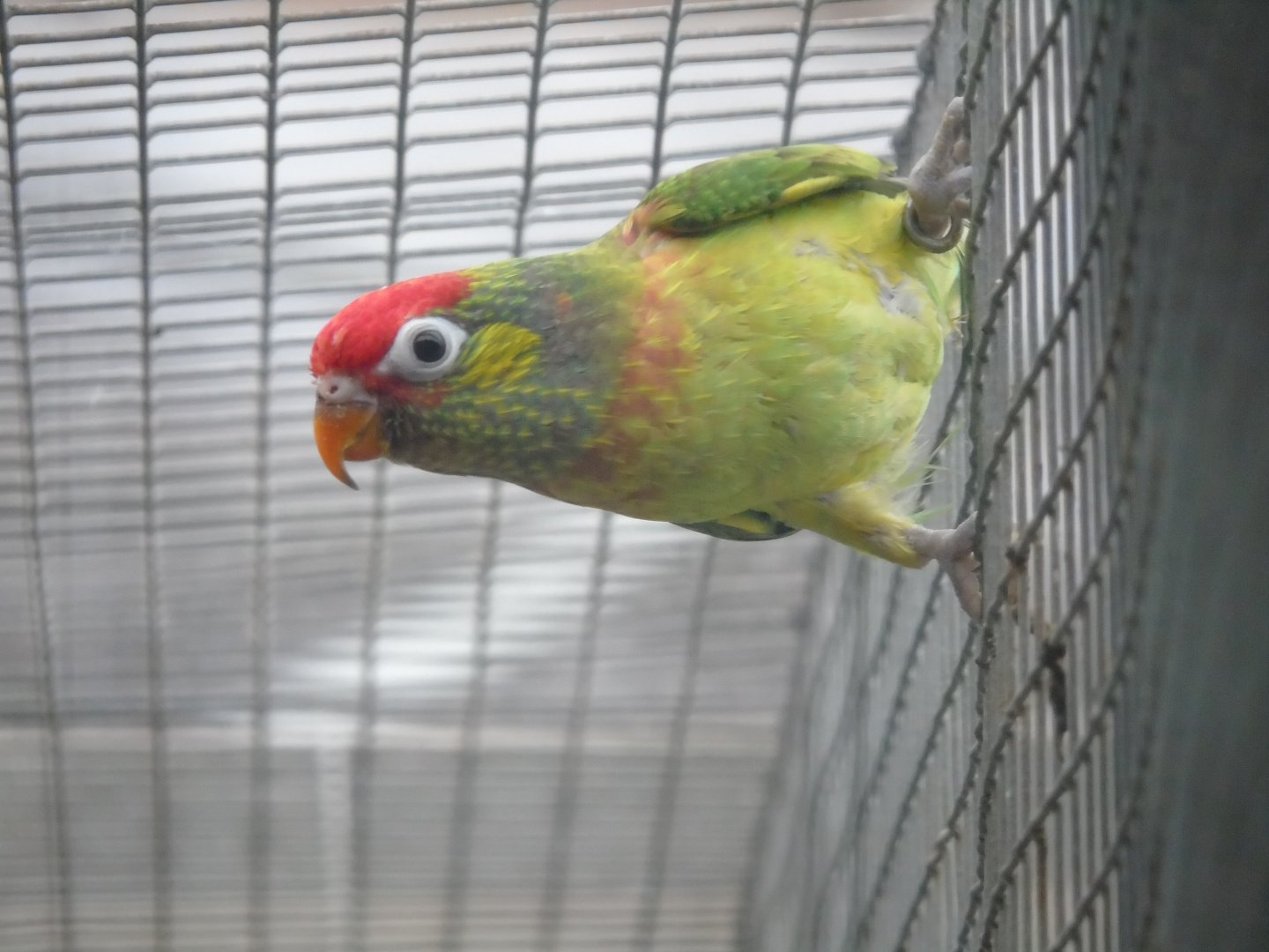 Varied lorikeet - August 2018 (breeding station La Vera)