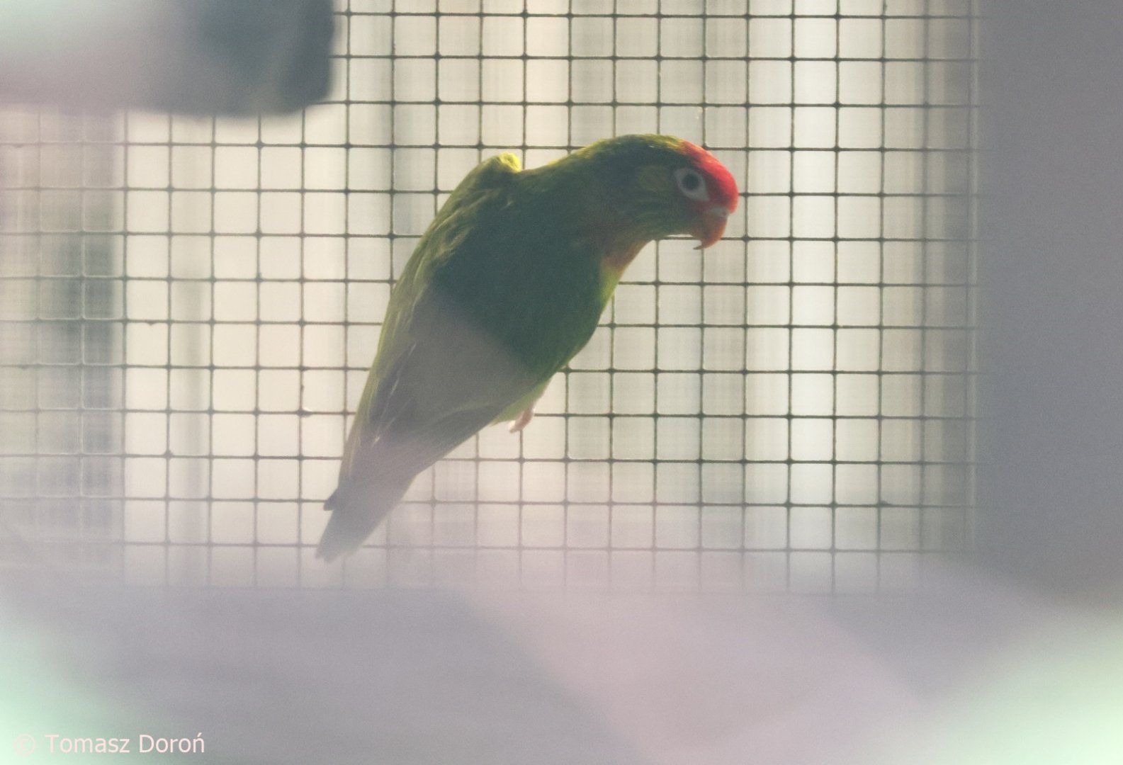 Varied Lorikeet (Psitteuteles versicolor), October 2025