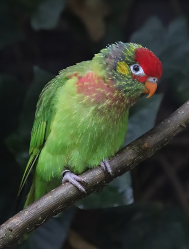 Varied lorikeet (Psitteuteles versicolor)