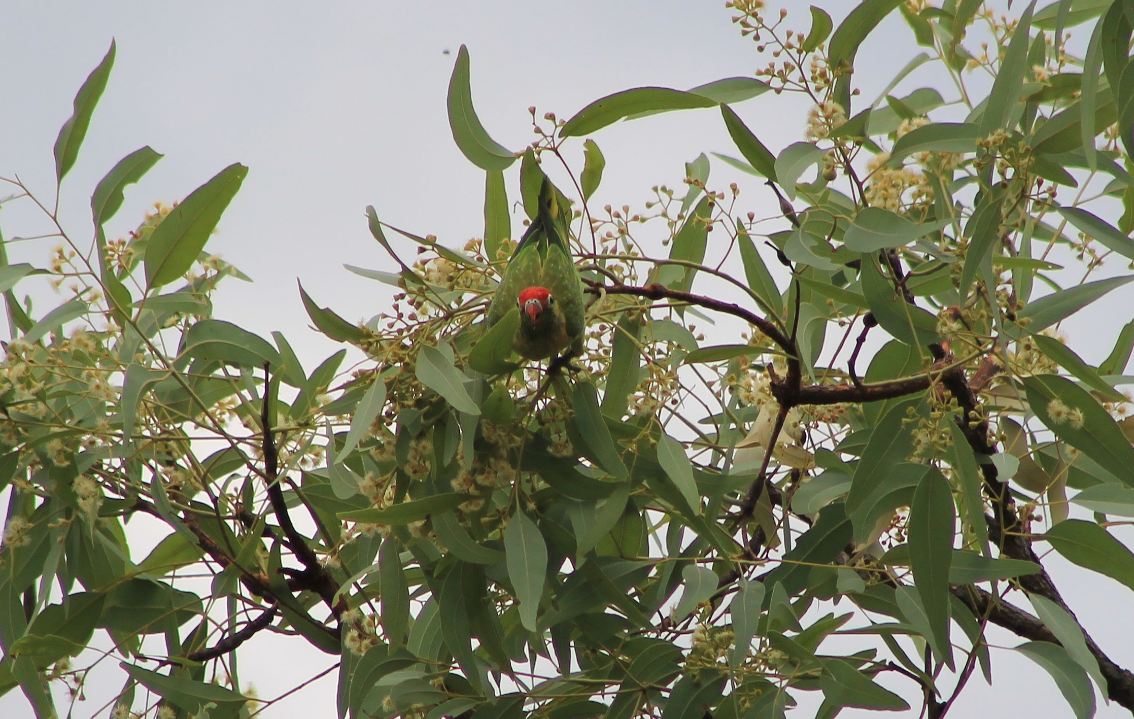 Varied Lorikeet (Psitteuteles versicolor)