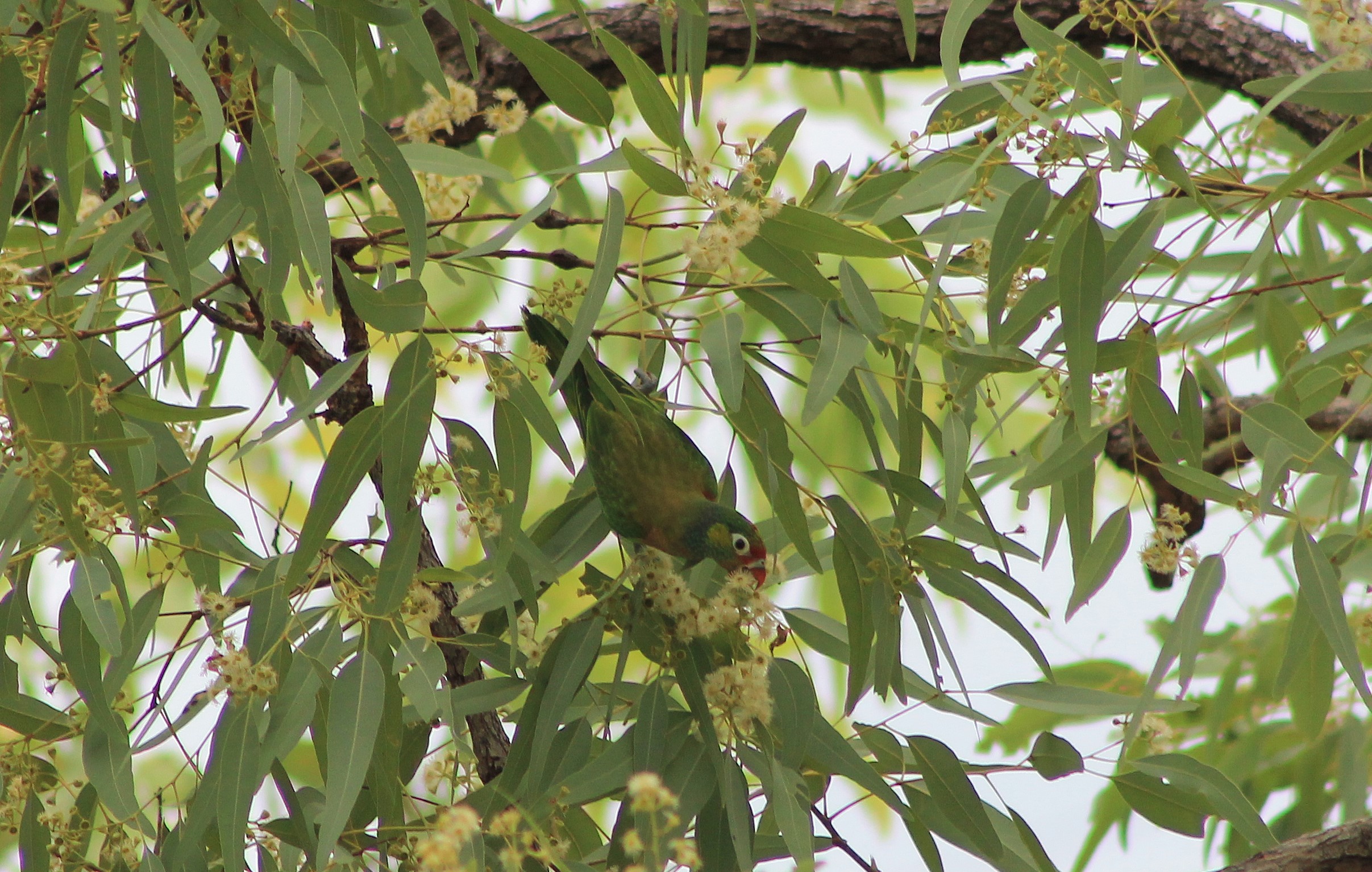 Varied Lorikeet (Psitteuteles versicolor)