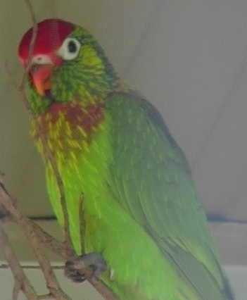 Varied lorikeet