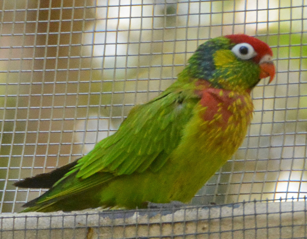 Varied lorikeet