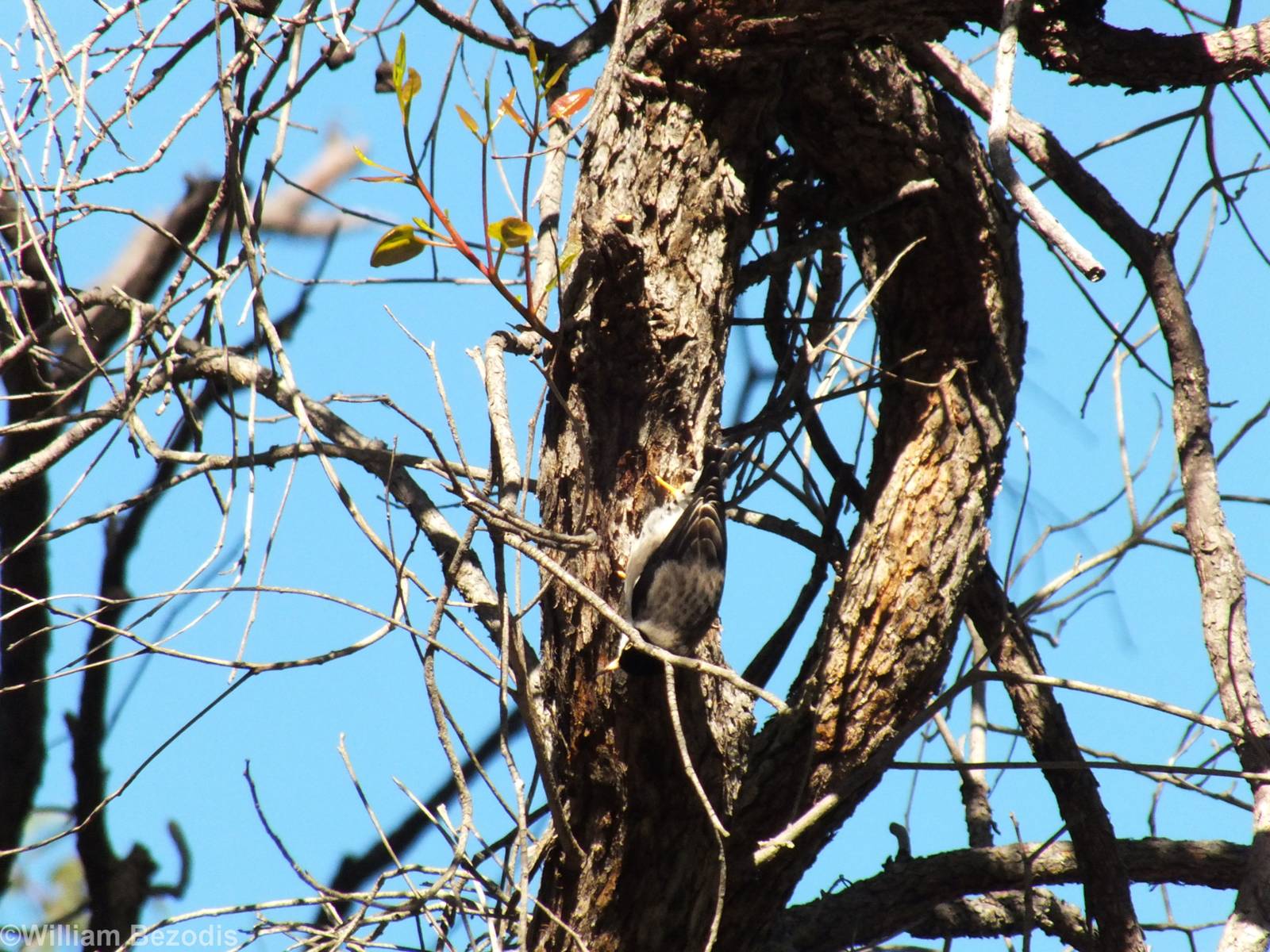 Varied Sitella