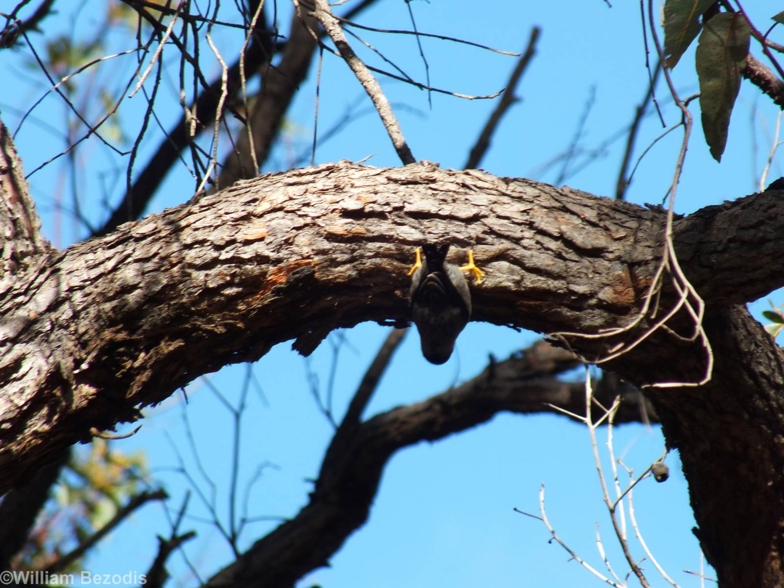 Varied Sitella