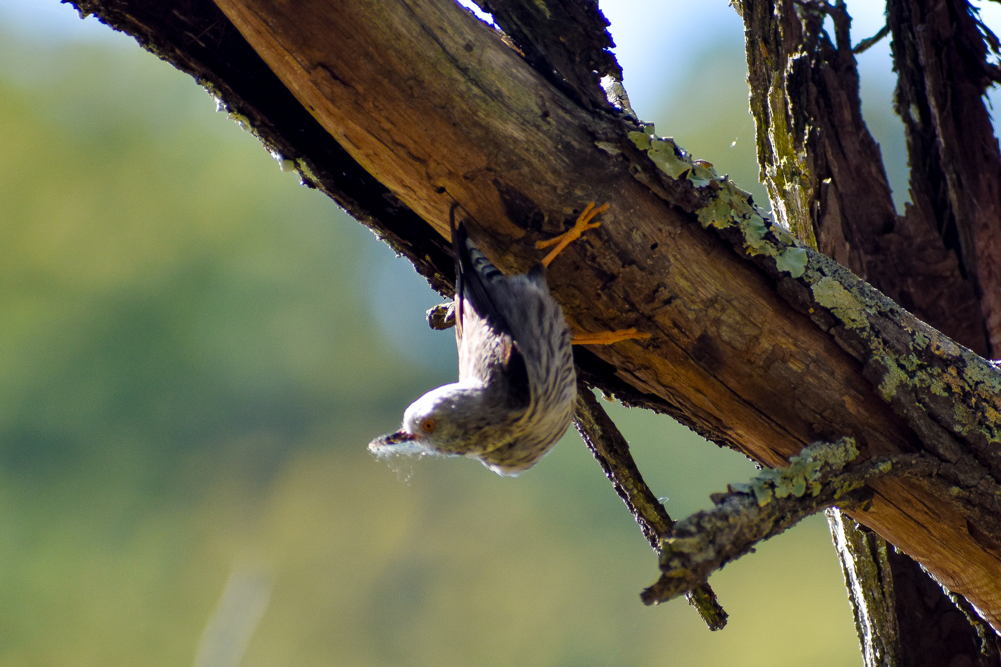 Varied Sittella (Daphoenositta chrysoptera)
