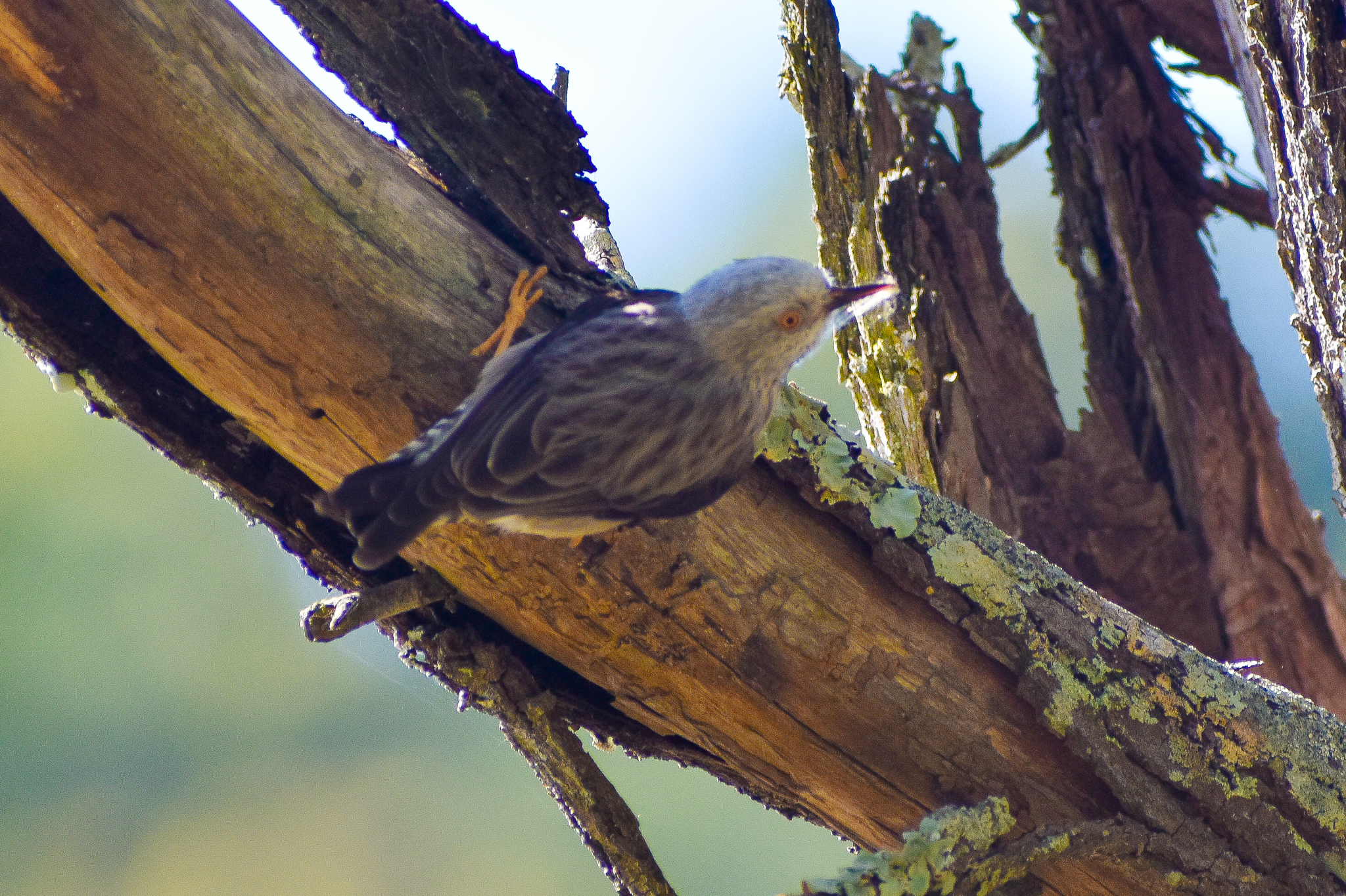 Varied Sittella (Daphoenositta chrysoptera)