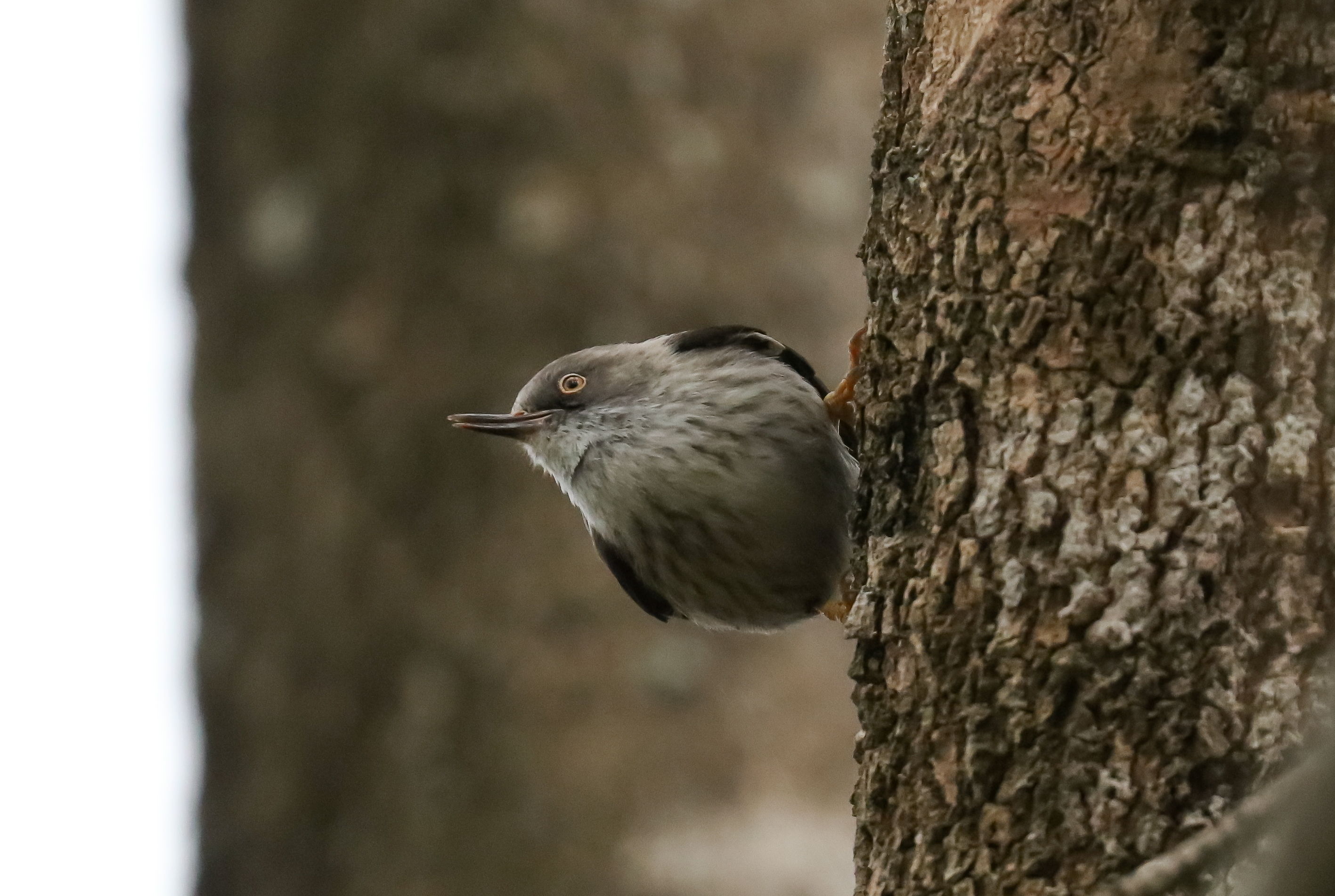 Varied Sittella