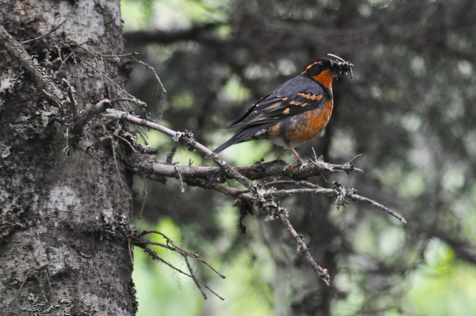 Varied Thrush - Alaska