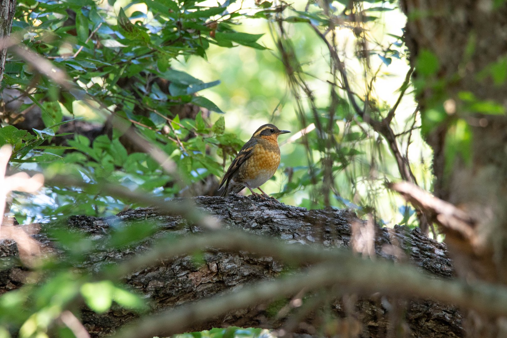 Varied Thrush- Ixoreus naevius
