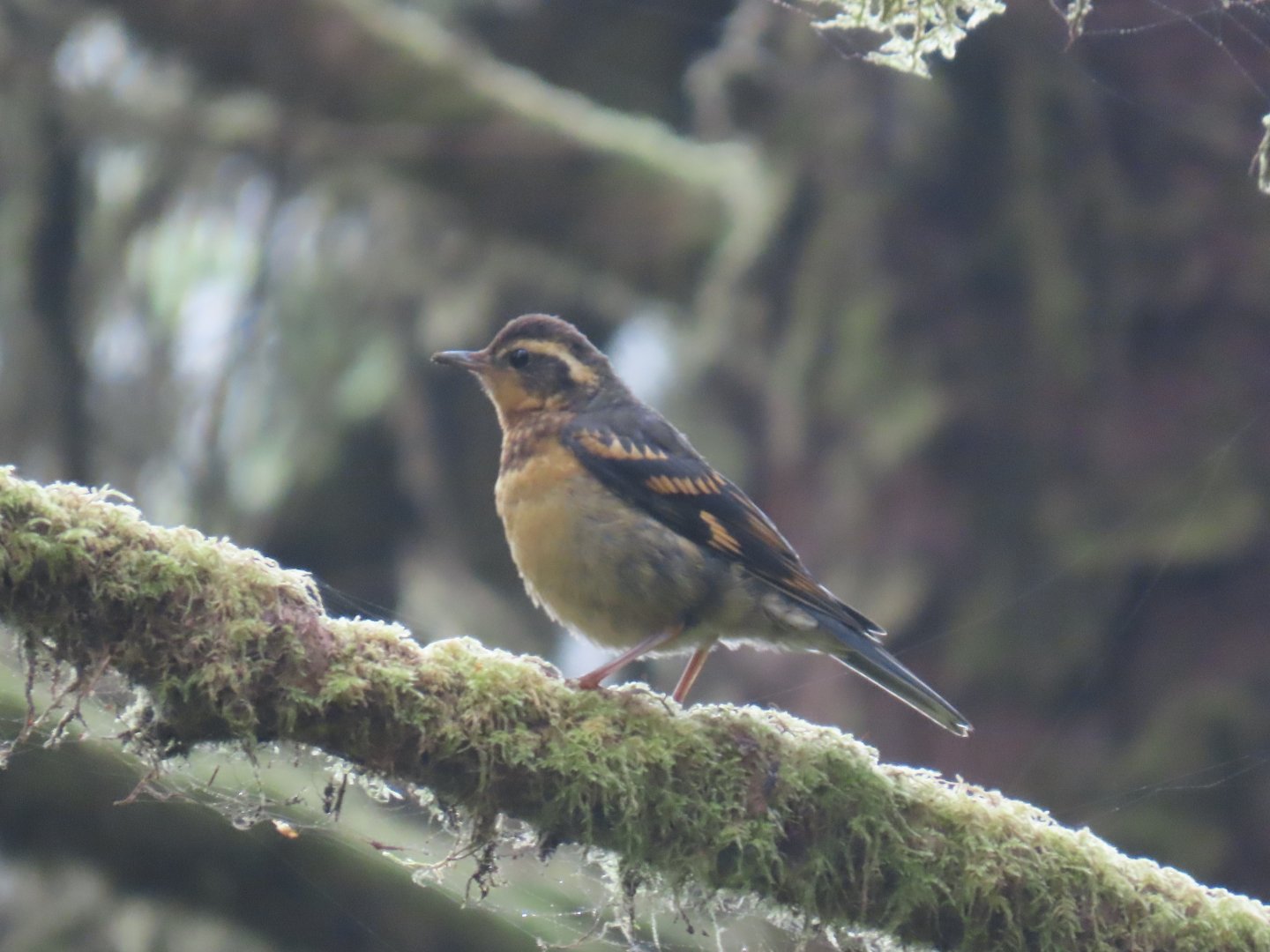 Varied Thrush (Ixoreus naevius)
