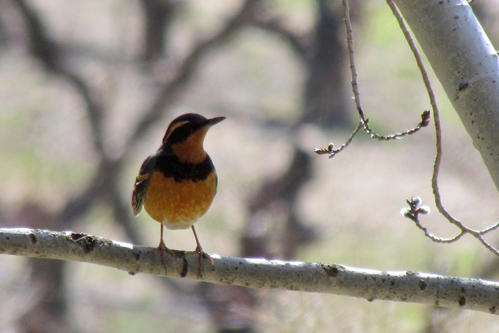 Varied Thrush