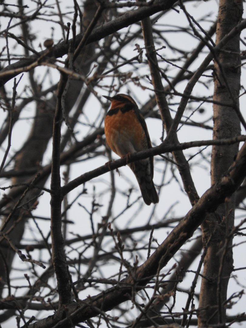 Varied Thrush