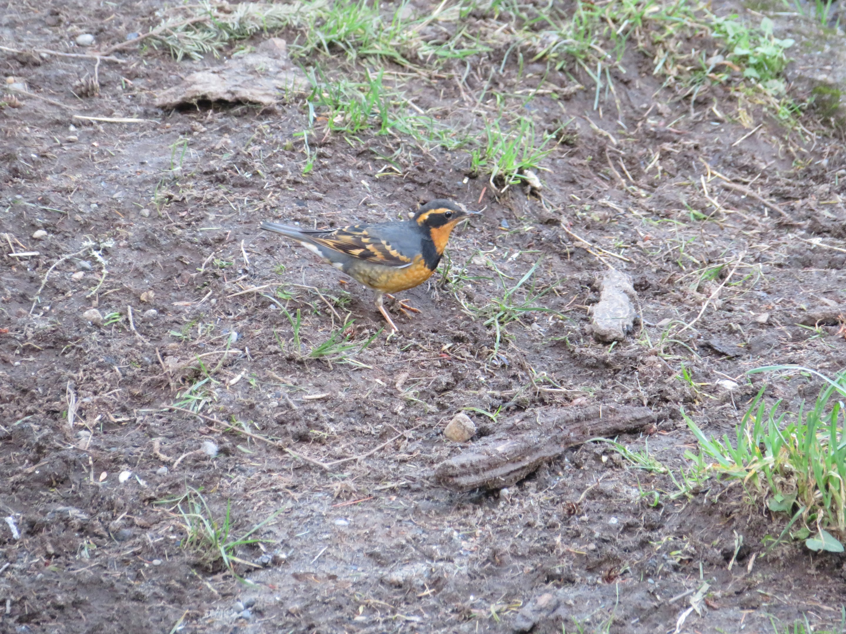 Varied Thrush