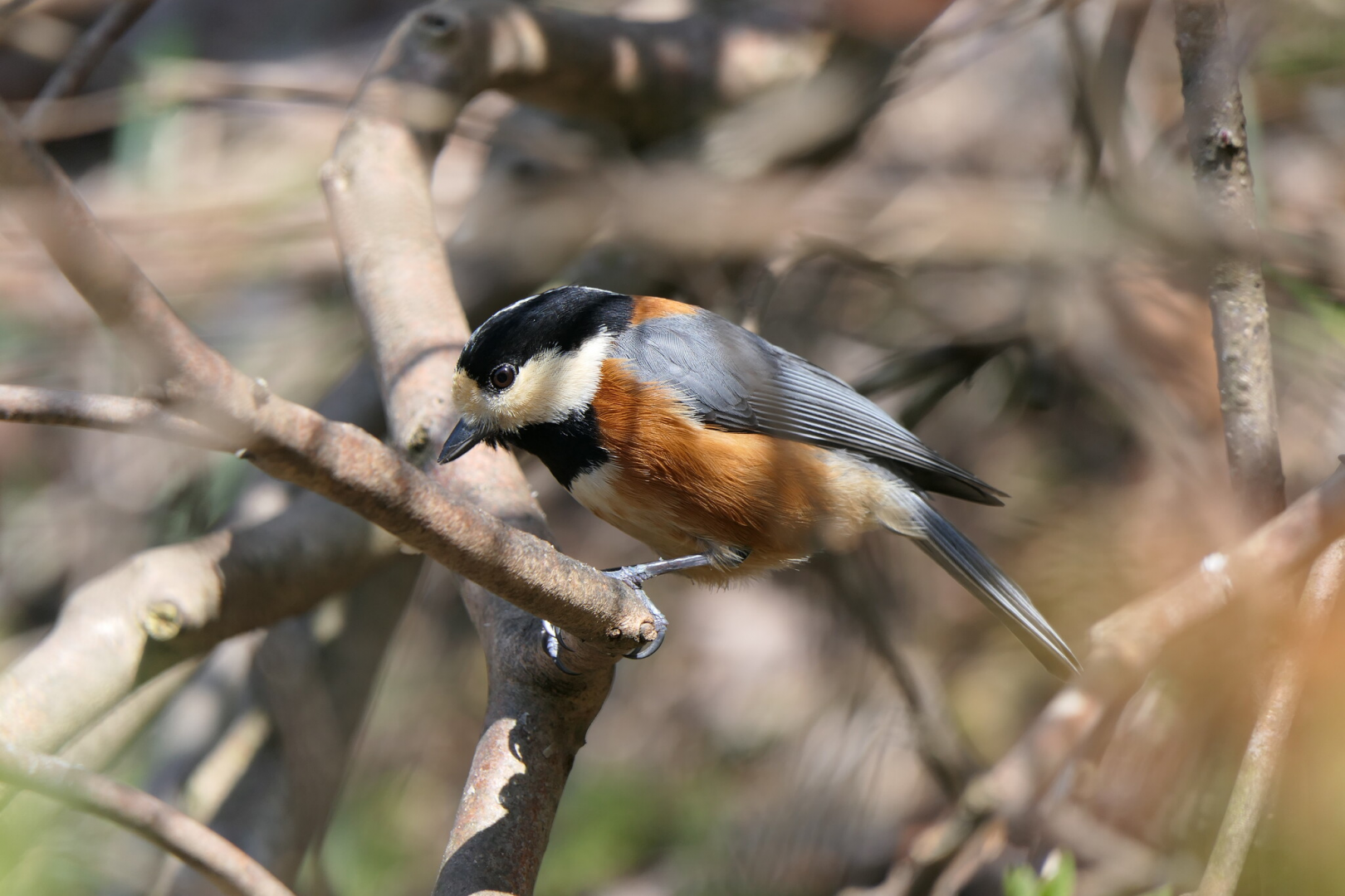 Varied Tit (Sittiparus varius varius)