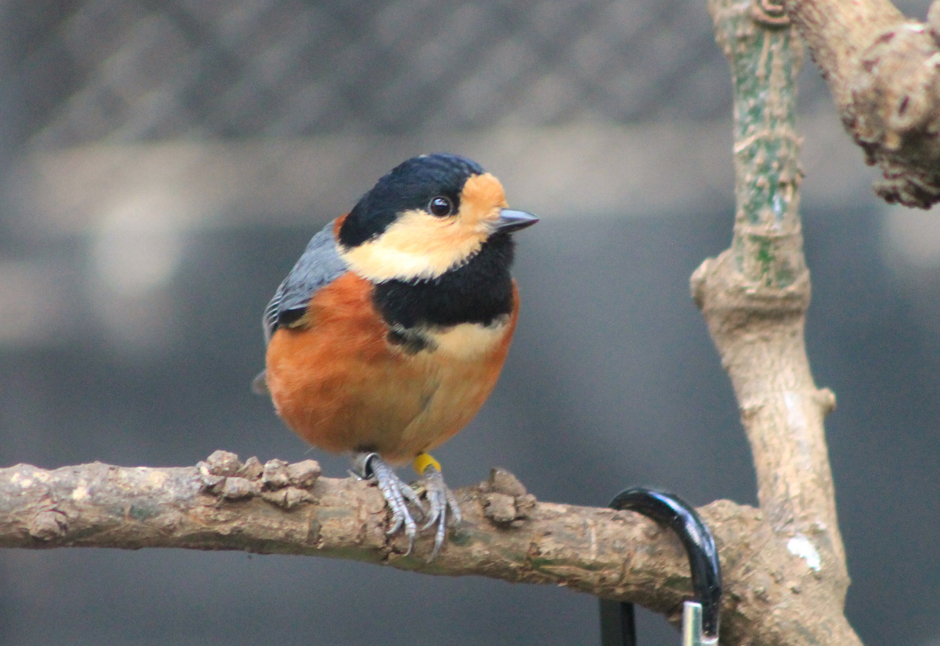Varied Tit (Sittiparus varius)