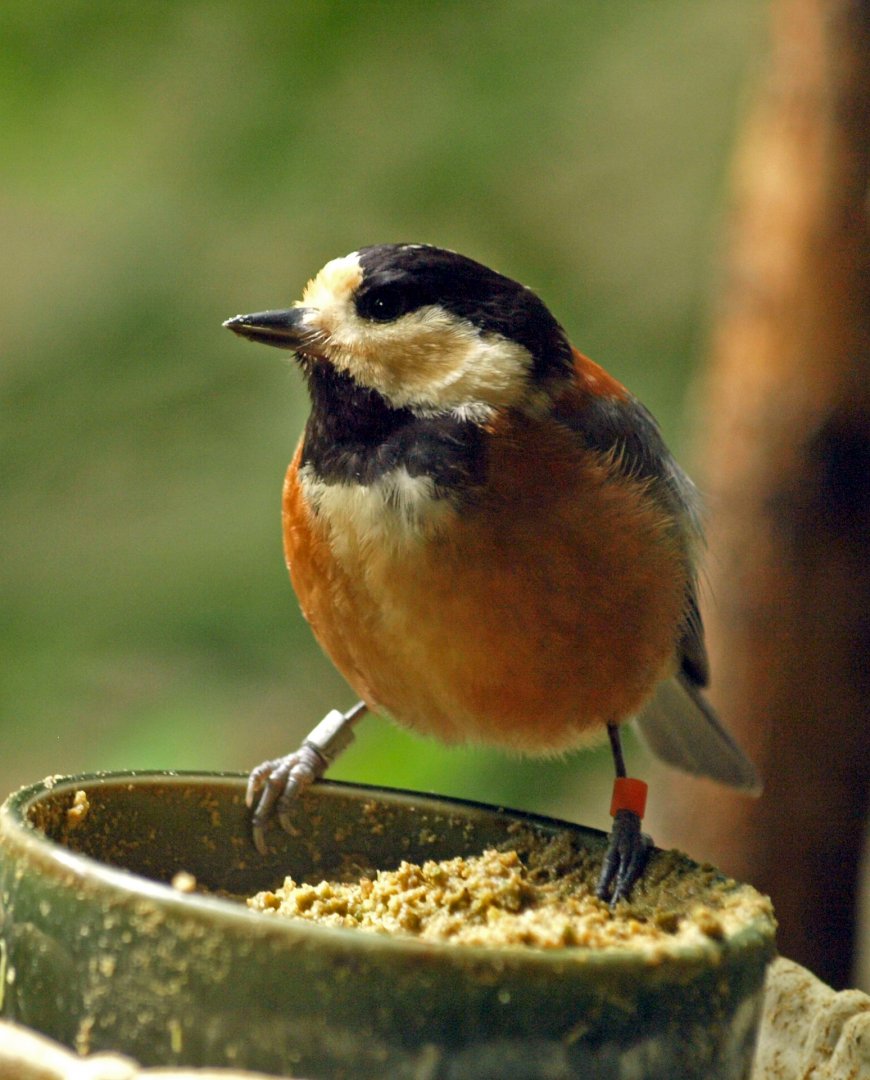 Varied tit