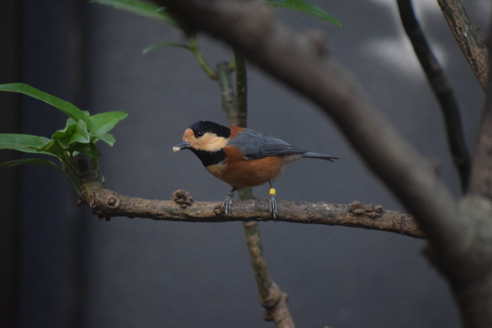 Varied tit