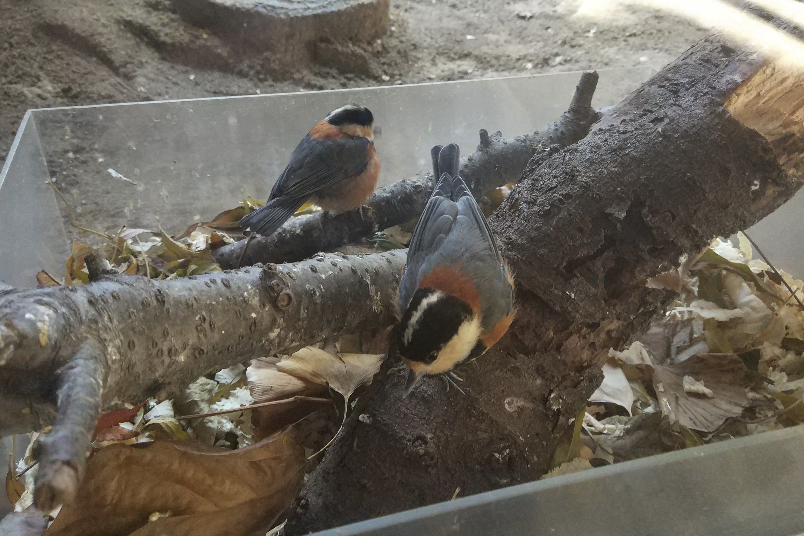 Varied Tits